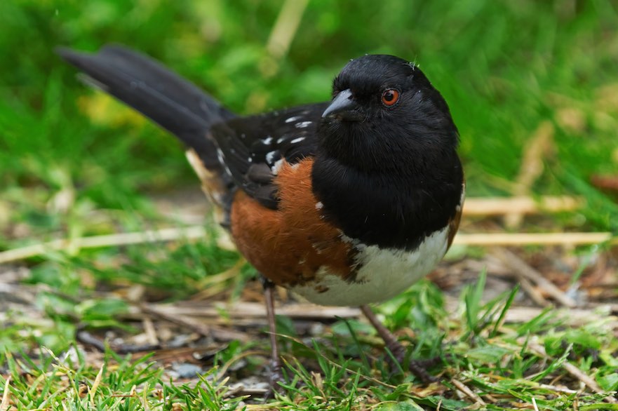 Towhee 0616